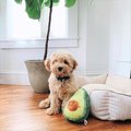 Zippy Paws Nomnomz Avocado Dog Toy 817009